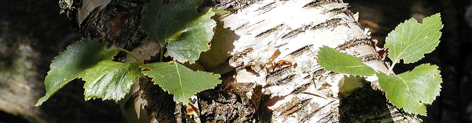 Image of birch bark